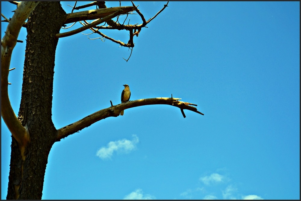 "Observando el horizonte" de Sylvia Sabatini