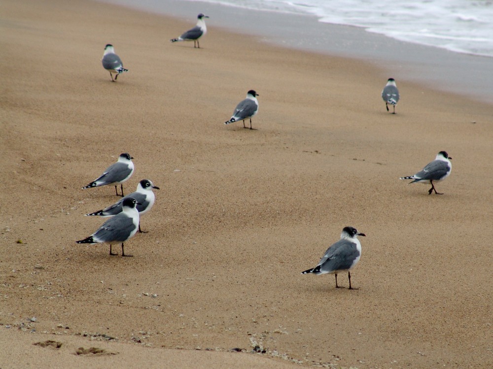 "Gaviotas" de Ezequiel Casella