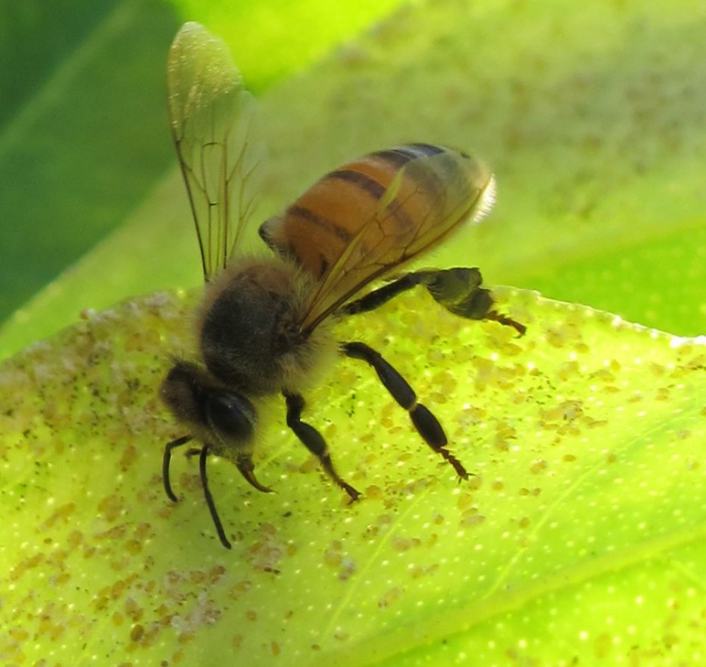 "abeja" de Sandra Patricia Tello