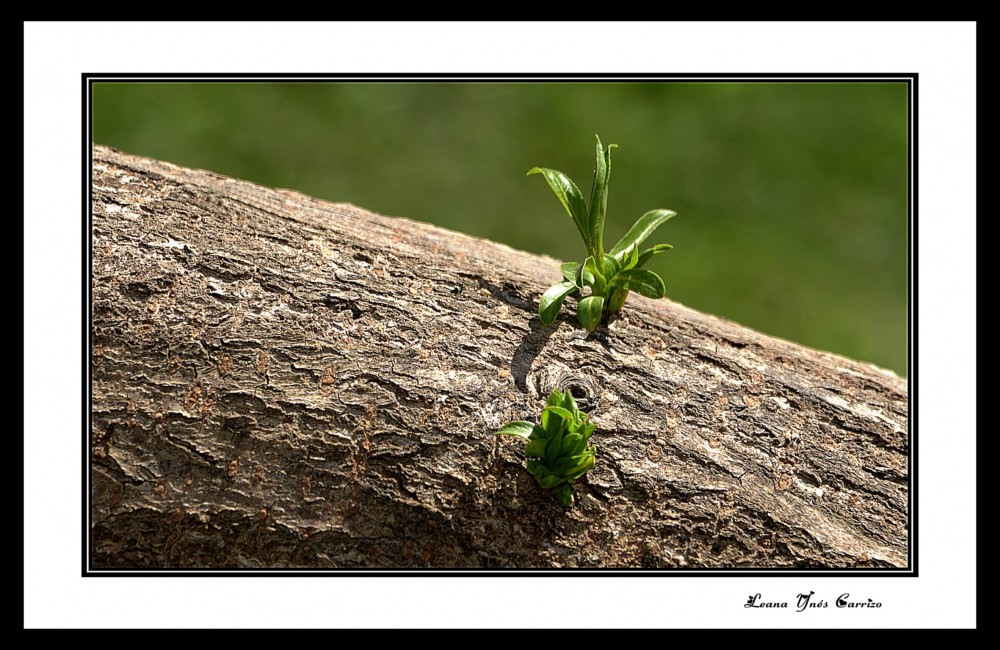 "Creciendo" de Leana Yns Carrizo