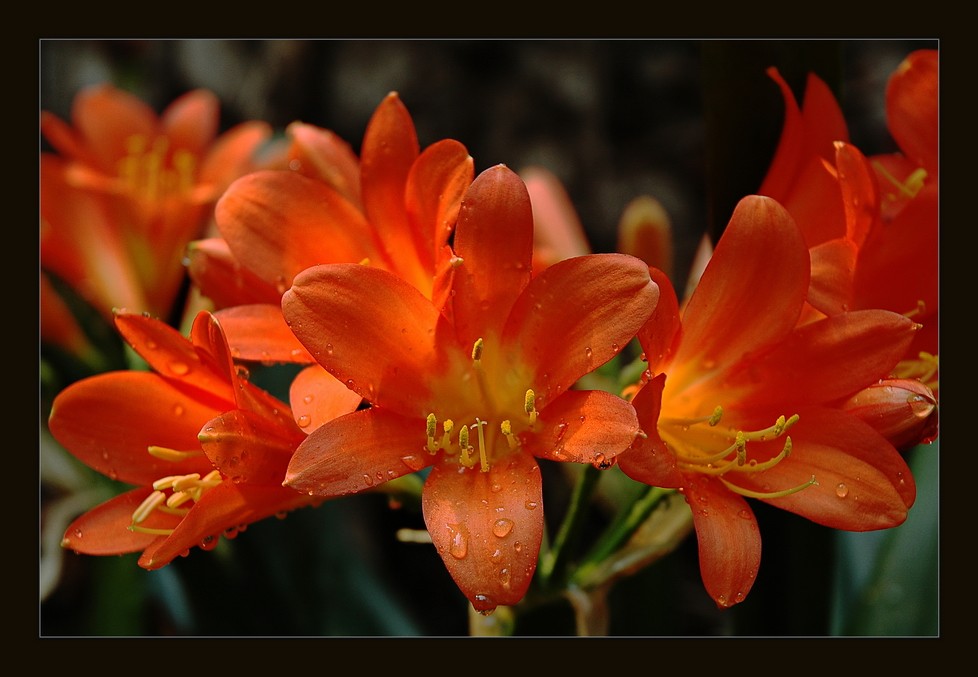 "Flores de mi jardn" de Rafa Lanuza