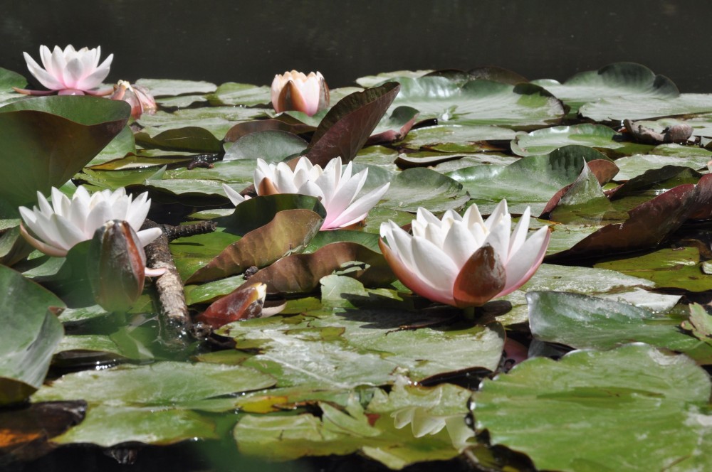 "FLOTANDO" de Guillermina Redolatti