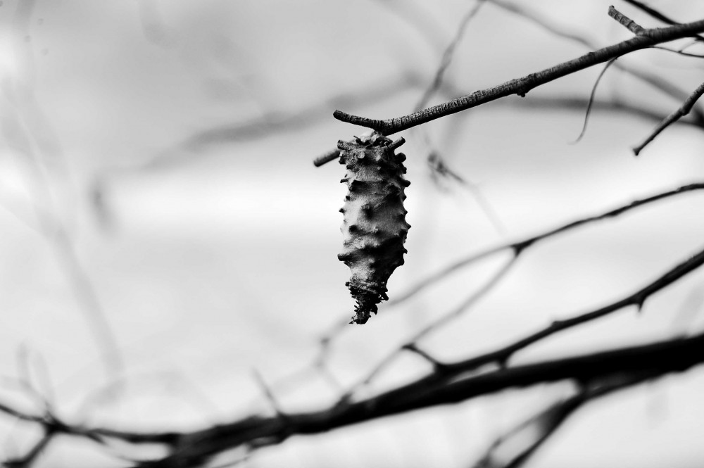 "Invierno" de Ana de Rosas