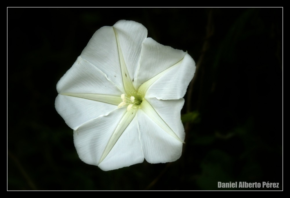 "Toda de blanco" de Daniel Alberto Prez