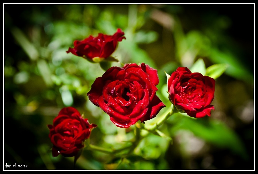 "rosas rojas" de Daniel Aciar