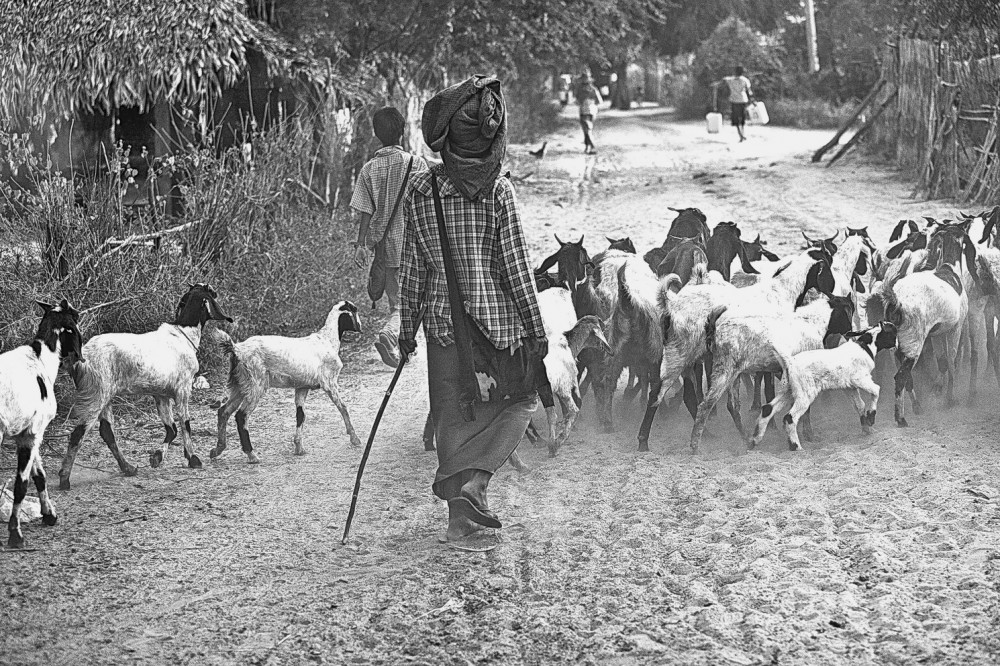 "arreando cabras en calle polvorienta" de Rafael Buteler