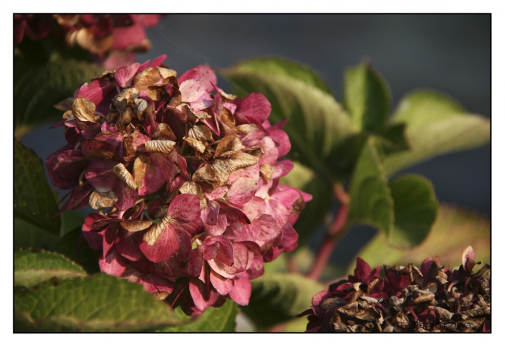 "Hortensia 2" de Maria Cristina Silva