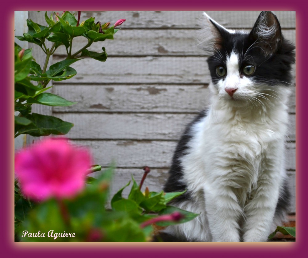 "`El gato y la flor`" de Paula Aguirre