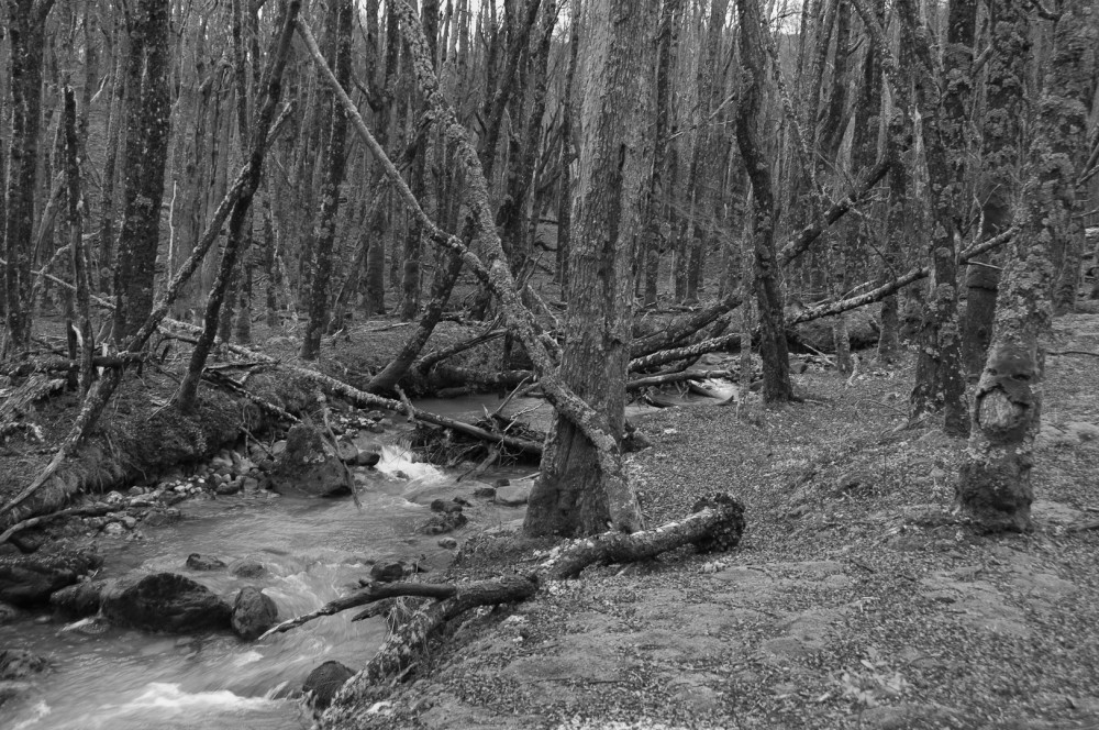 "Bosque de Fangorn" de Walter Villarino