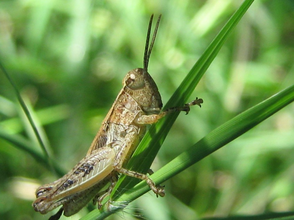 "saltamontes" de Gabriela Hernndez Canales