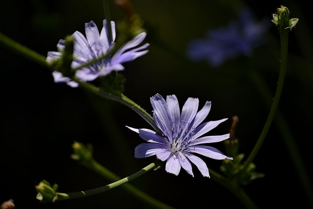 "Flores Silvestres" de Hctor Fassi