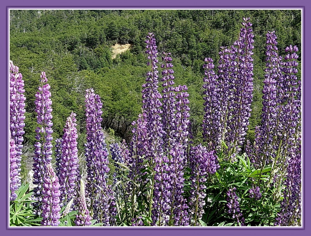 "Lupinos en la montaa" de Isidro Solrzano