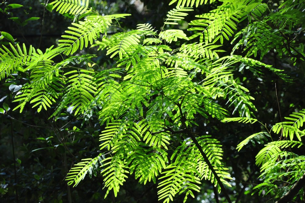 "plantas" de Jose Alberto Vicente