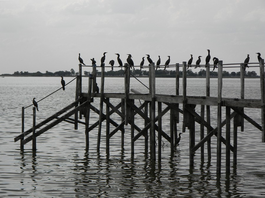 "Cormoranes" de Germn Porten