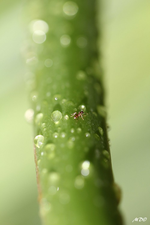 "Micromacro" de Mariano Comercio