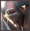 A caballo regalado...no se le miran los dientes!!!