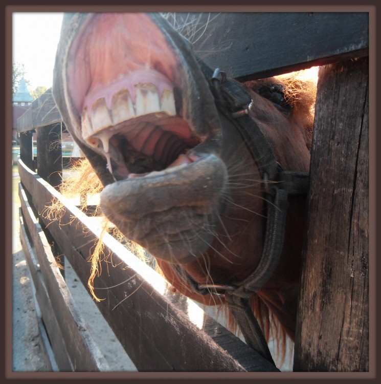 "A caballo regalado...no se le miran los dientes!!!" de Spiraquis Romina