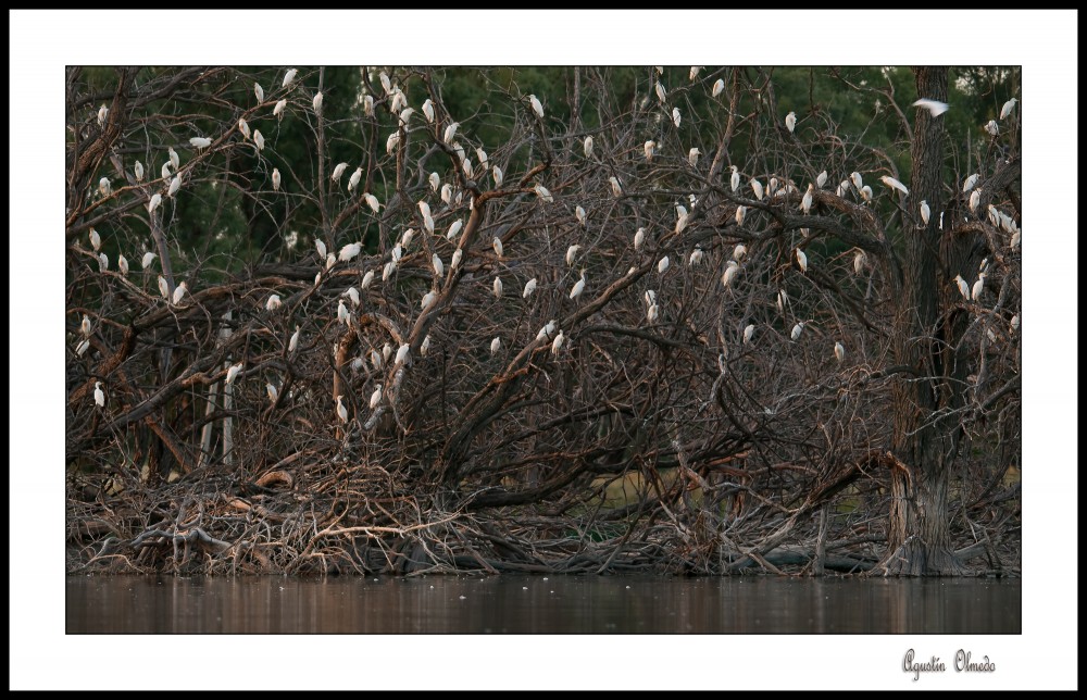 "DORMIDERO DE GARZAS" de Agustin Olmedo