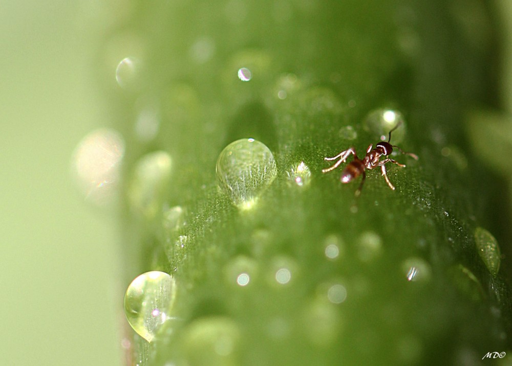 "Micromacro II" de Mariano Comercio