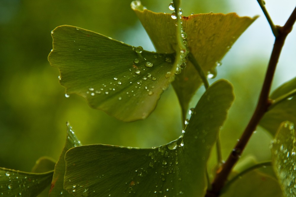 "Llueve sobre el Gingko" de Carmen Nievas