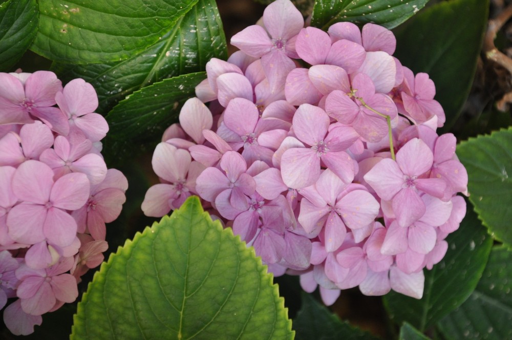 "hortencias rosadas" de Jose Alberto Vicente