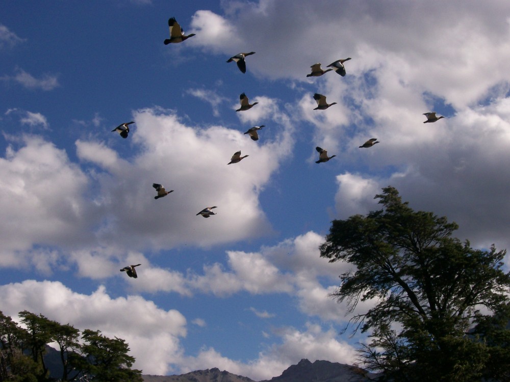 "remontando vuelo" de Natalia Fernndez