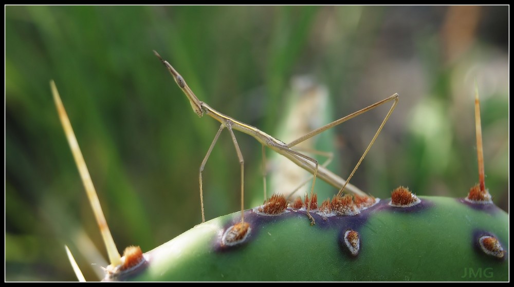 "Saltamontes Palo" de Jorge Muoz Graf