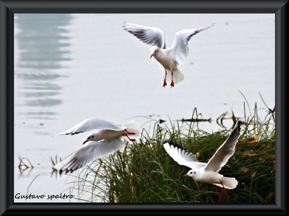 "gaviota x 3" de Gustavo Spaltro