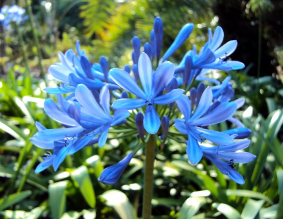 "AGAPANTHUS" de Ana Willi