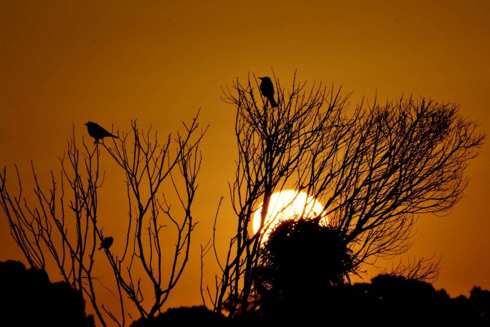 "sol anidando" de Martin Filippi