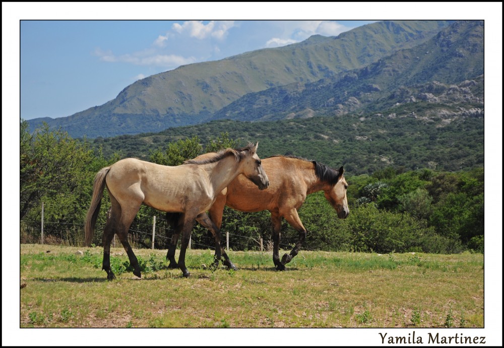 "Caballos" de Yamila Martinez