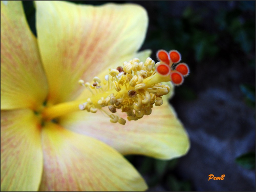 "Macro en amarillo." de Enrique M. Picchio ( Pem )