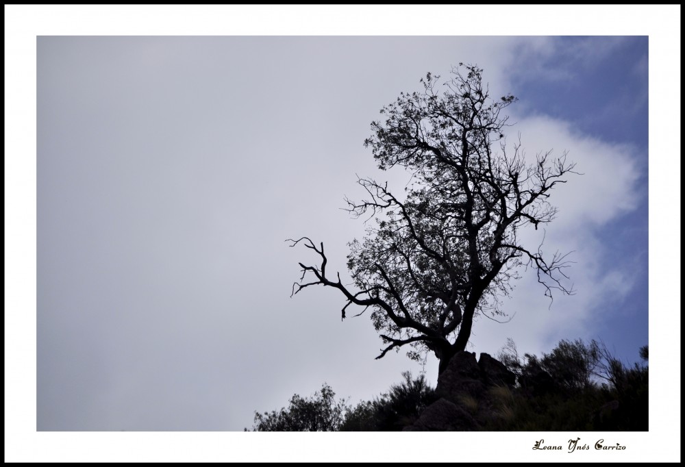 "Solitario en la cima" de Leana Yns Carrizo