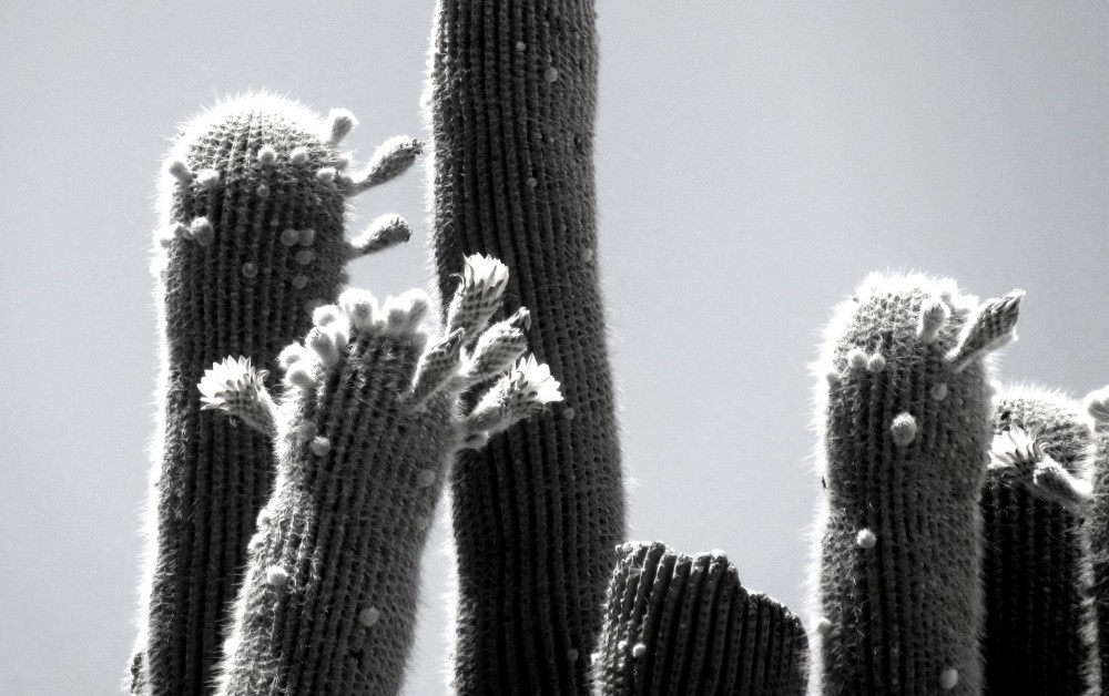 "flores del desierto" de Juan Pablo Busleiman