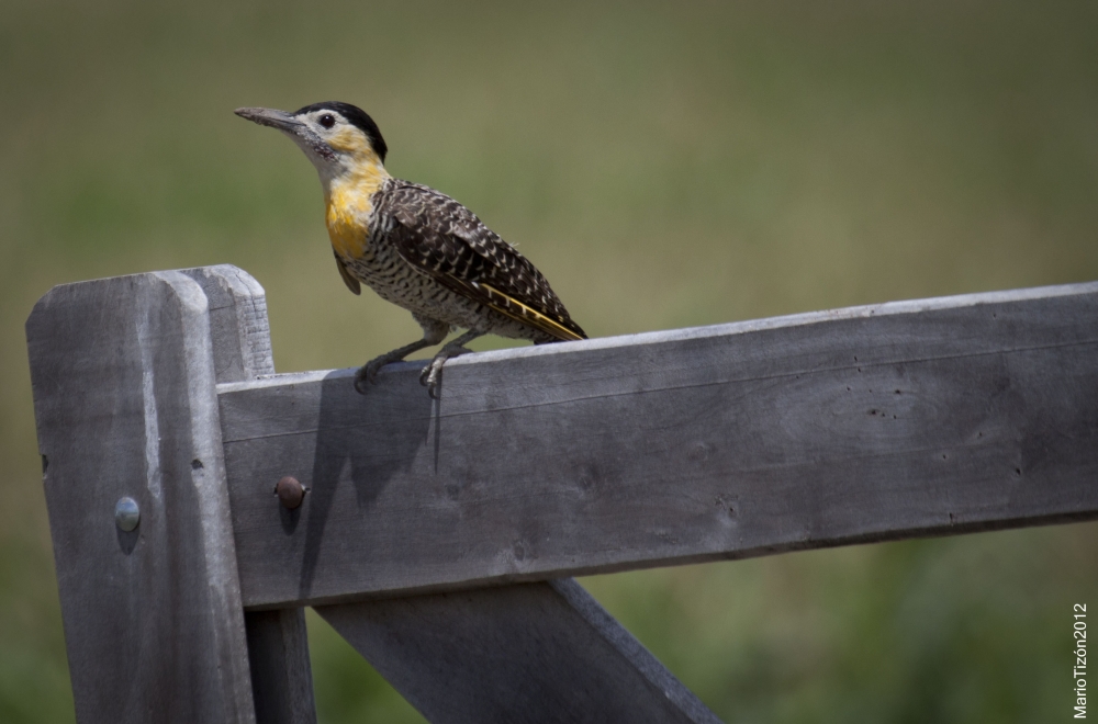 "Carpintero campestre." de Mario Tizn