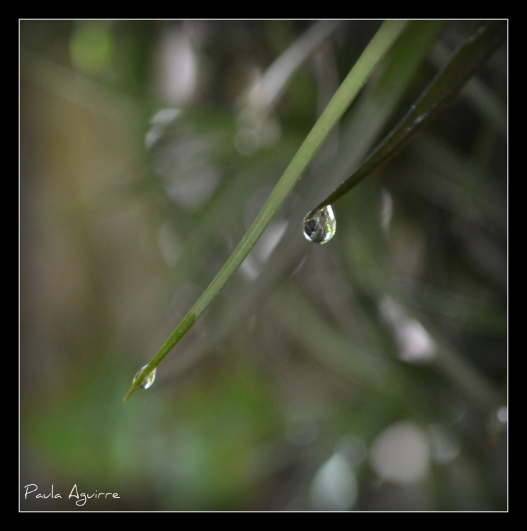 "Perlas de agua" de Paula Aguirre