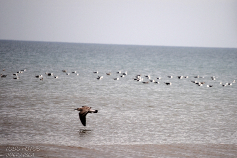 "LA GAVIOTA" de Julio Cesar Isla