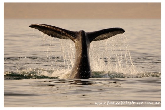 "Otra de ballenas" de Franco Balestriere