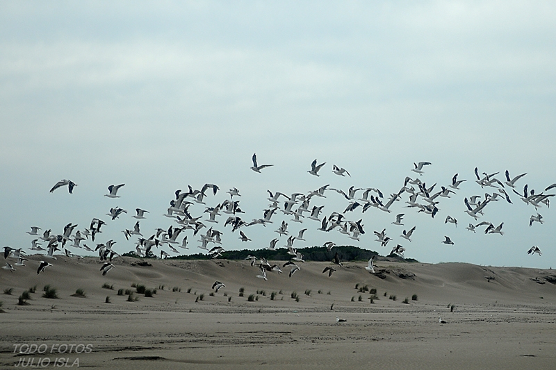 "VUELO DE GAVIOTAS" de Julio Cesar Isla