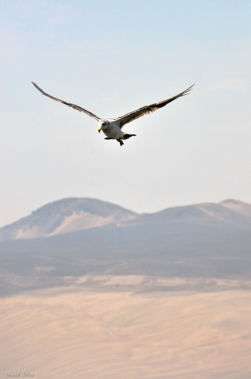 "Vuelo sin rumbo" de Deivid Tellez