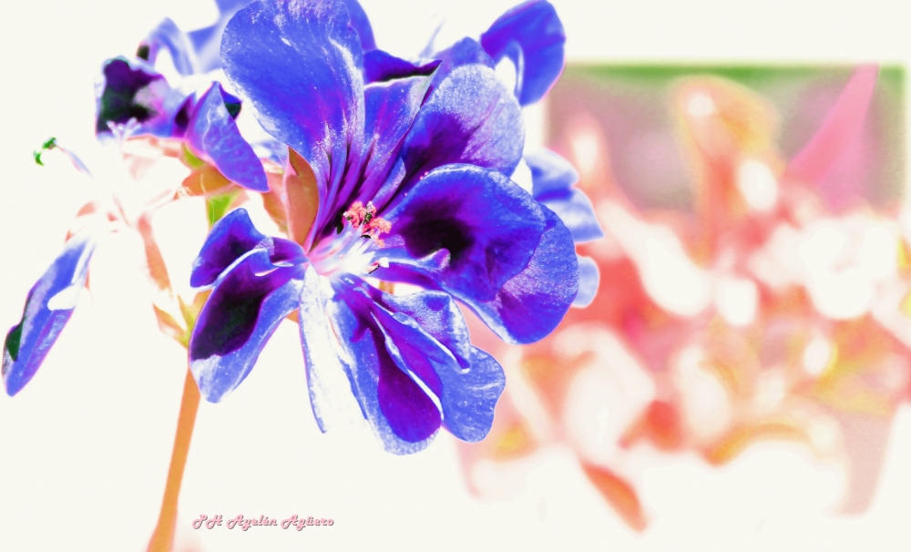 "La flor Azul" de Ayeln Agero