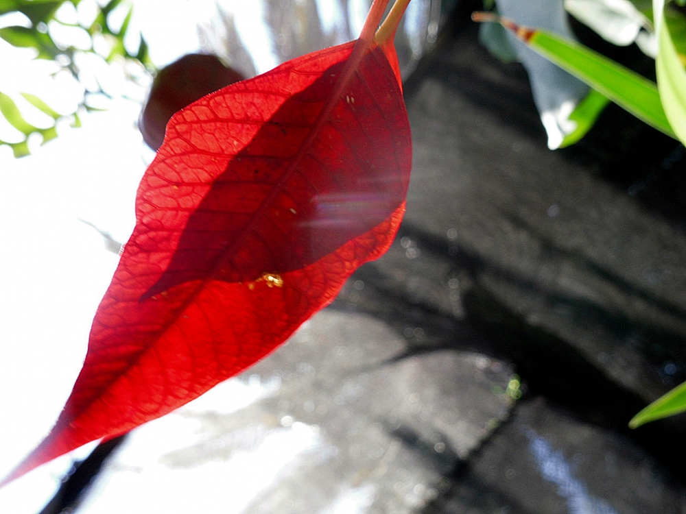 "Rojo ilusin" de Ana Maria Real