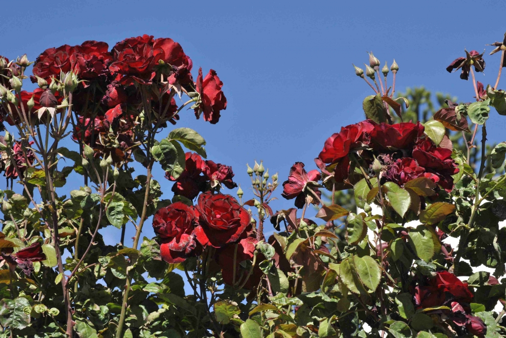 "Rose nel cileo" de Patricia Ins Arata