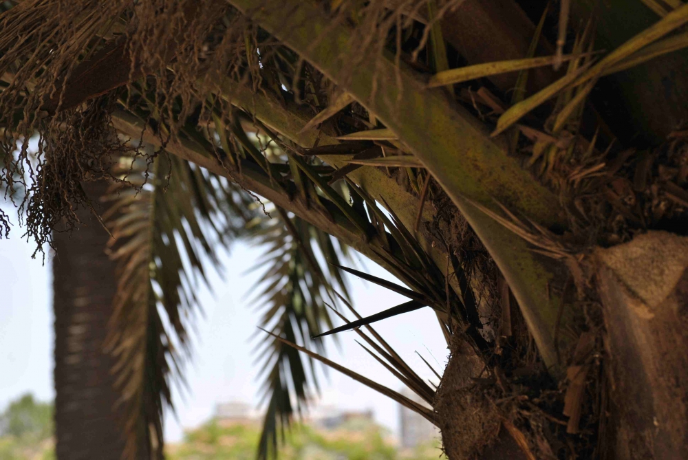 "Palmera" de Patricia Ins Arata