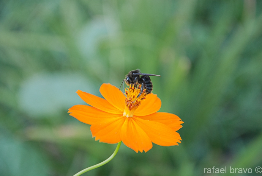 "insecto" de Rafael Bravo