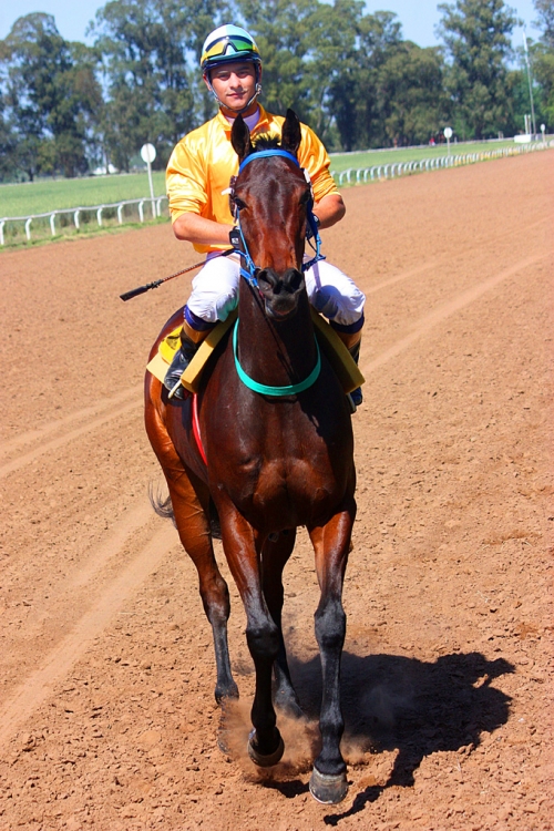 "Jockey" de Alberto Jara