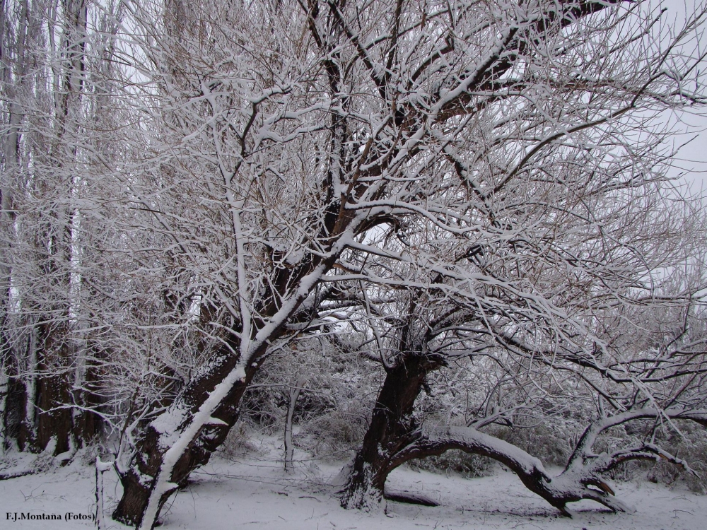 "Ramas y Nieve." de Francisco Jos Montaa