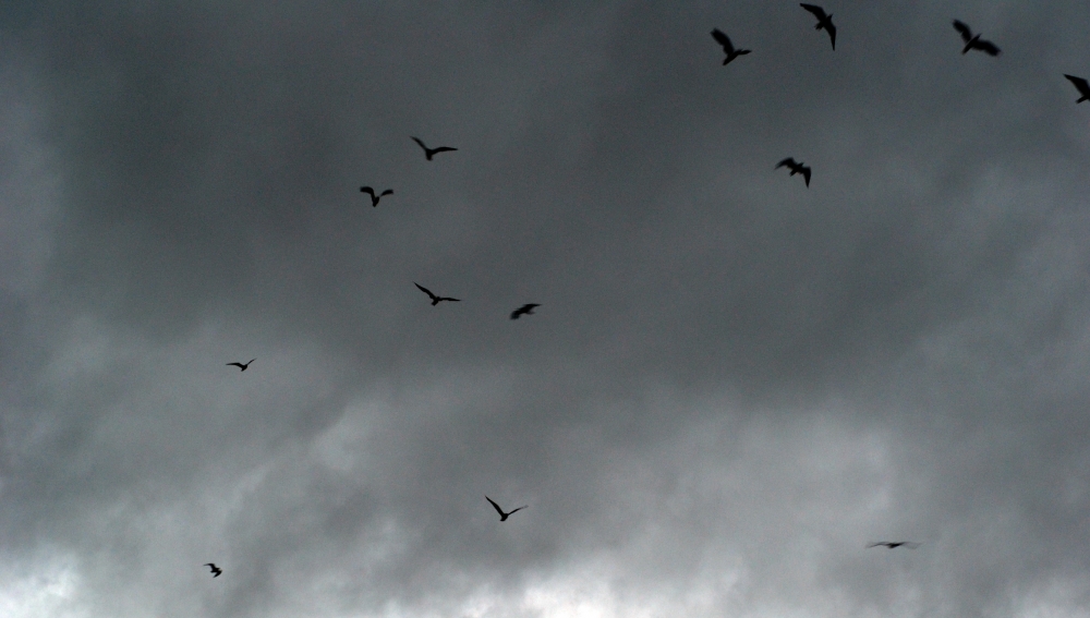 "Gaviotas en un cielo gris" de Pamela Bertoni