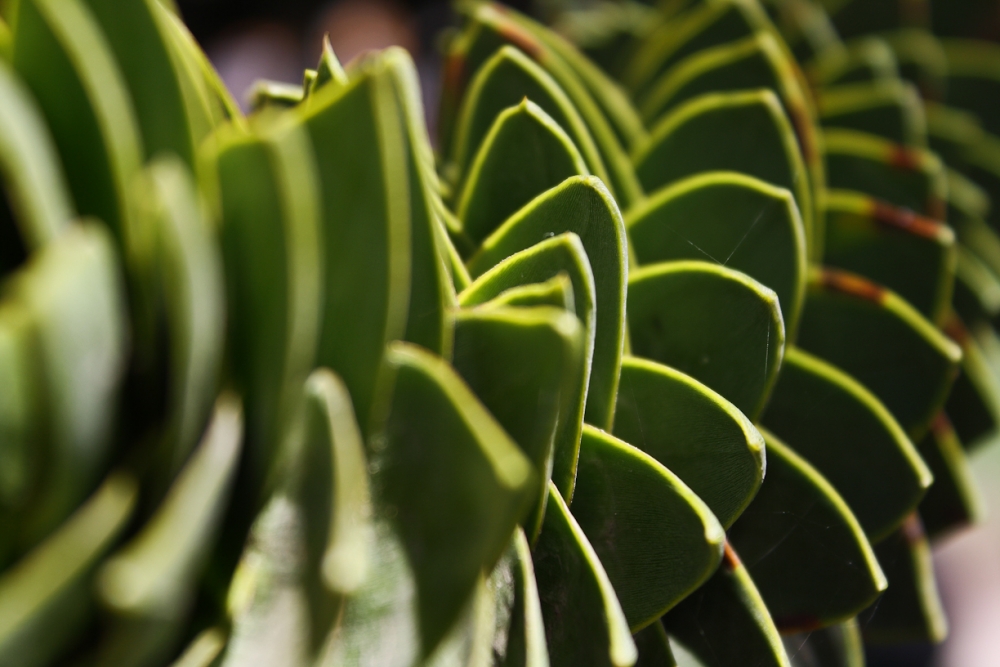 "Naturaleza Helicoidal" de Hctor Fassi