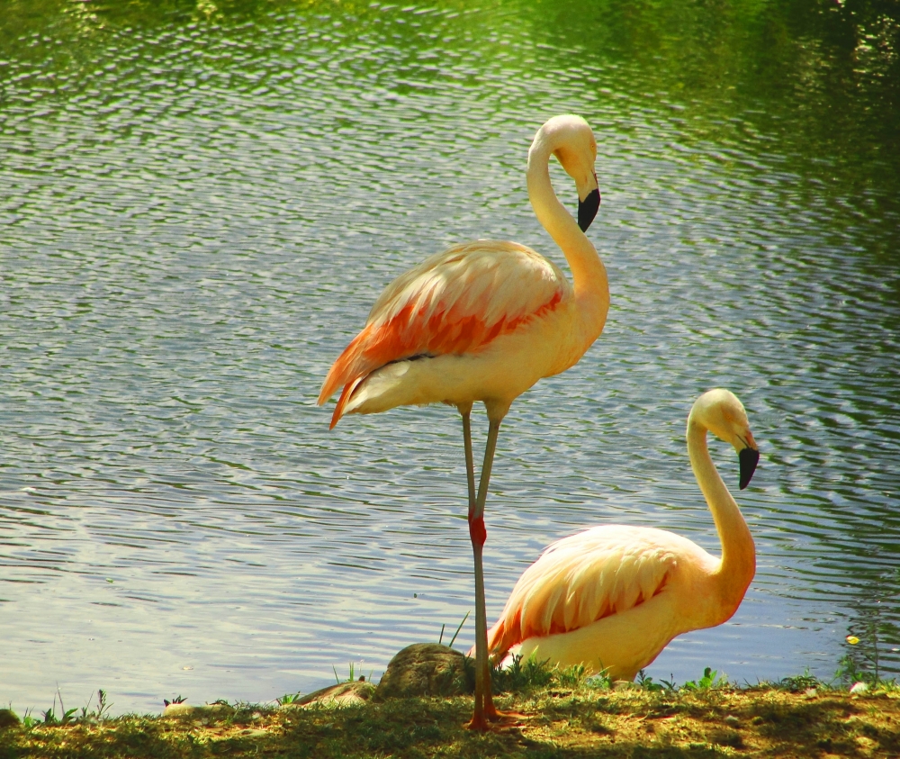 "Flamencos" de Ricardo Lagrange